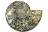 Cut & Polished Ammonite Fossil (Half) - Madagascar #347830-1